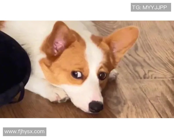 足球球星们的萌宠狗狗大曝光：明星与宠物的温馨日常和情感故事